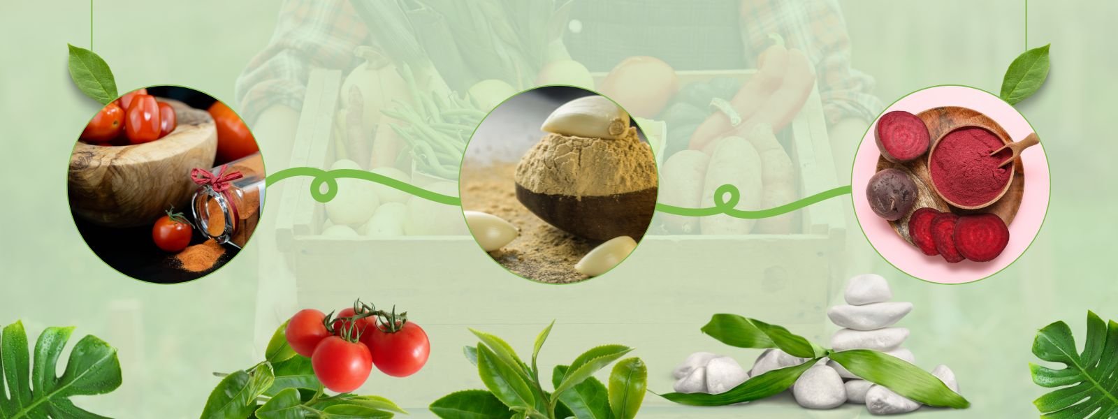 Dehydrated Vegetables Powder - Header-001