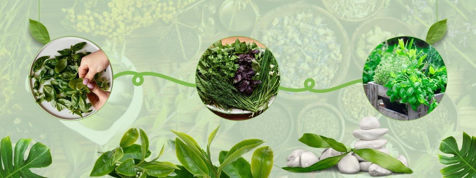 HERBS - header-01