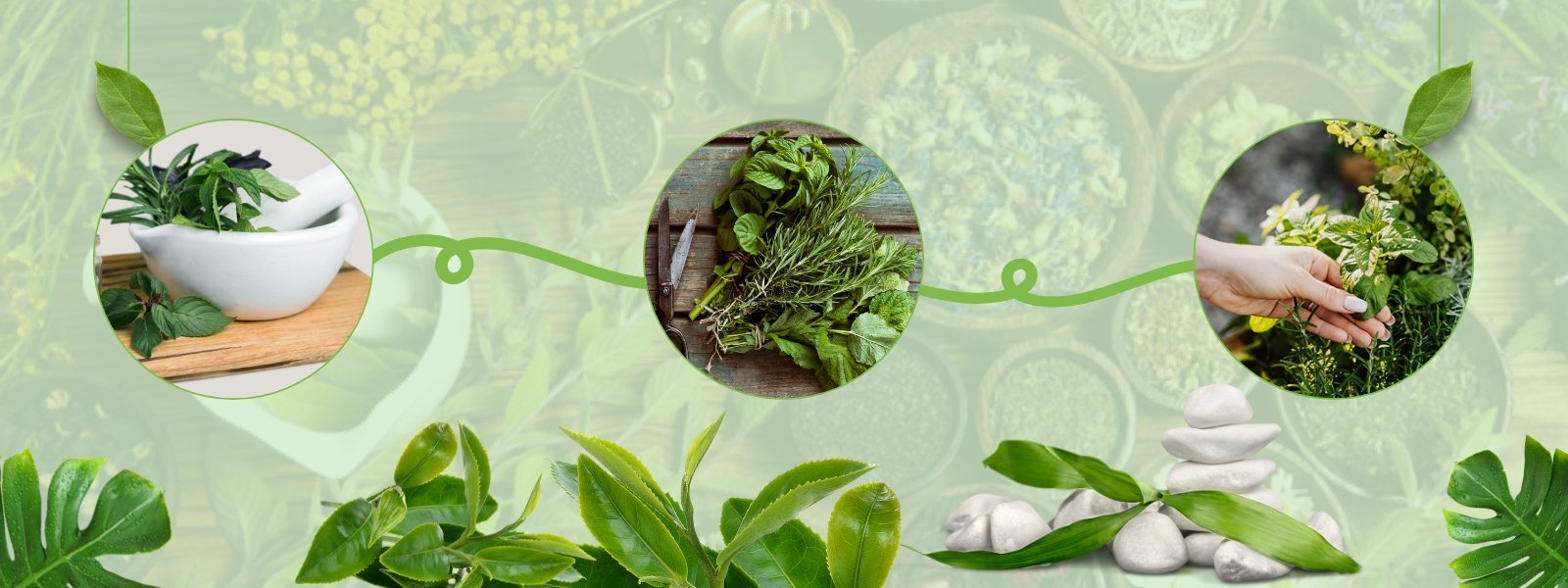HERBS - header-02